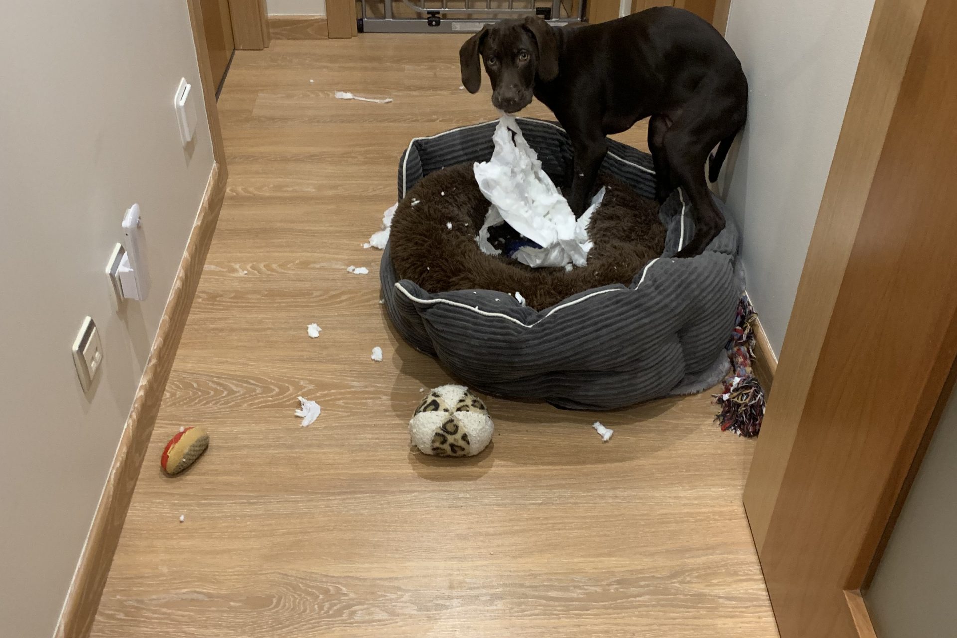 O que fazer para o meu cão parar de roer coisas