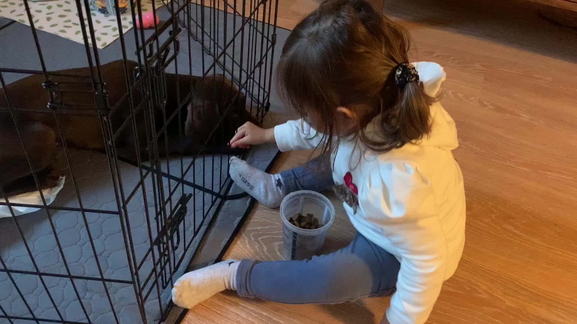 Cães e crianças. Tudo o que deves saber.